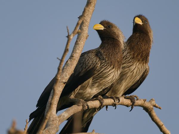 <h3><a href="/trips/gambia/biota/animalia/chordata/aves/029 musophagiformes/001 musophagidae/crinifer piscator/crinifer piscator-nl.html">Crinifer&nbsp;piscator</a> / Western&nbsp;plantain‑eater / Grijze&nbsp;bananeneter</h3>OM-1 Mark II met OLYMPUS M.150-400mm F4.5, 1/2000 sec  bij F5.0, ISO 640, afstand 10.6&nbsp;m